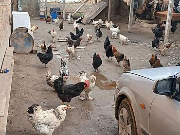 Куры, петухи: Продаю | Куры | Домашняя | Для разведения — 3