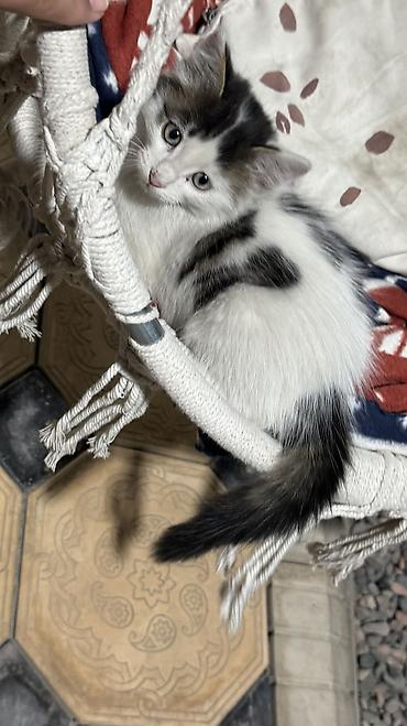 кошки маленкие: Беспородная, 2 месяца, Мальчик, Биколор, Приучена к лотку — 2