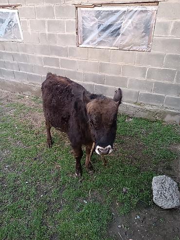 Коровы, быки: Продаю | Бык (самец) | Абердин-ангус | На откорм | Искусственник — 9