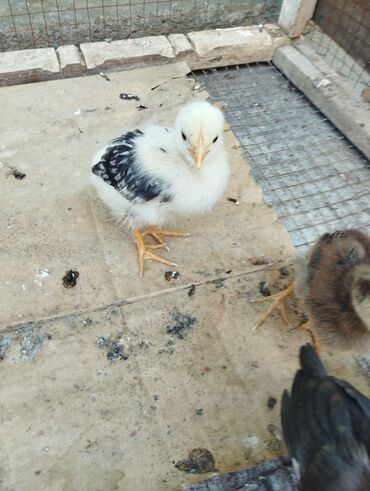 бойцовые птицы: Продажа цыплят родились 16 мая. Количество 15 породные и простые в