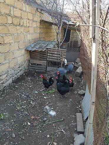 hind toyuğu: Toyuq, Damazlıq — 2