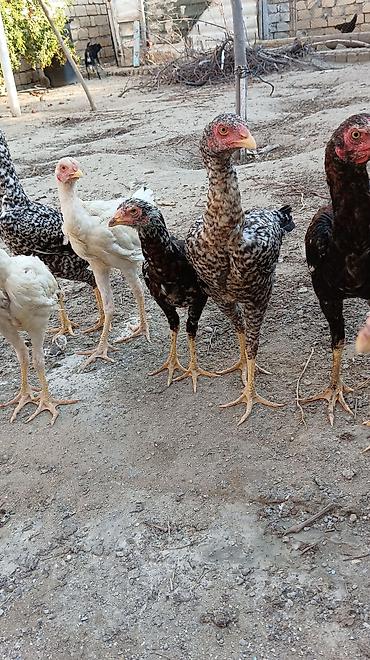 kutum balığı qiymeti: 1 Xoruz 🐓 4 toyuq hamsı irak sortu pileymutdi hec bir prablemleri — 10