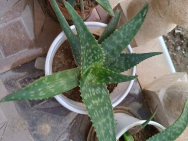 Aloe: Aloe Vera, kosmetologiyada istifadə olunur. Əsl Aloe Veradır
