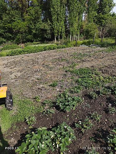 Другие услуги: Спашка огорода С дизельный мотоблок и бензиновый Цена договорная — 2