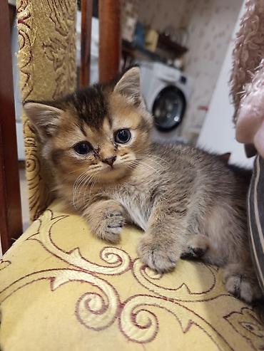 Pişiklər: Qızıl şinşilla — 1