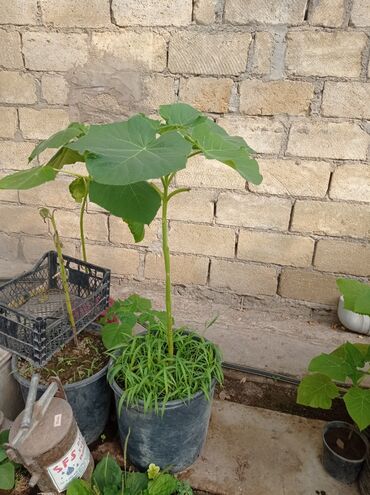 Ağaclar: Pavloniya (Adəm agaclar)satılır .her ölçüdə ağaclar var 5 manatdan 25 -da lalafo.az — 12 Ağaclar: Pavloniya (Adəm agaclar)satılır .her ölçüdə ağaclar var 5 manatdan 25 — 12