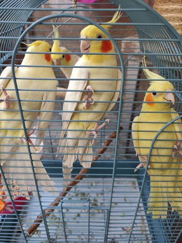 Qəfəslər: Qəfəslər quşlar — 5