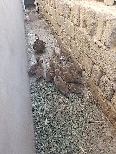 heyatı: Muscovy (indoutka) ördəkləri – müxtəlif yaş qrupları - Cins — 2