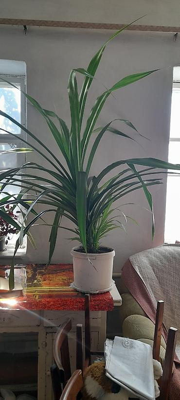 выращивание: Панданус (Pandanus) в горшке - Декоративно-лиственное растение с — 6