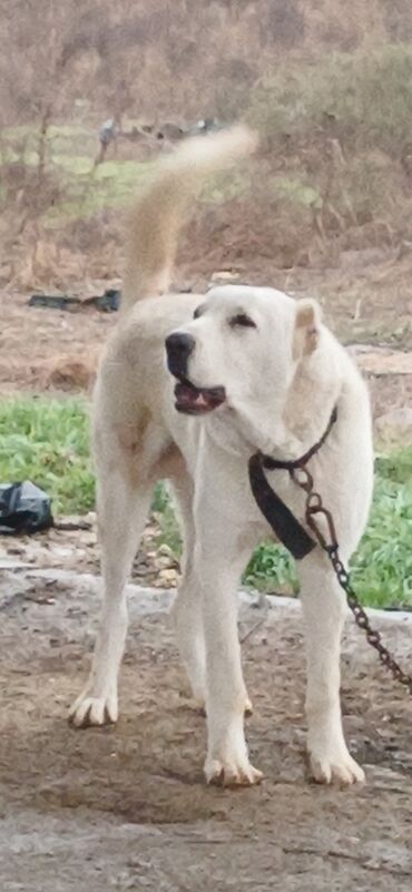 İtlər: Alabay, 8 ay, Erkek, Peyvəndli, Ödənişli çatdırılma — 2