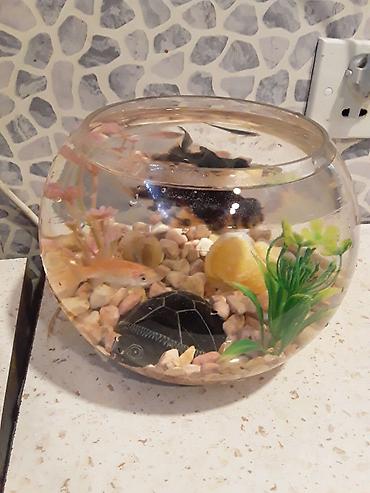 Akvariumlar: Şüşə akvarium dəsti - Dairəvi, şəffaf şüşə akvarium (balaca ölçülü — 9