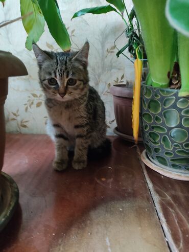 Отдам даром кошку: КОШКИ И КОТЯТА У НАС ПРИЮТ любой окрас есть можете выбрать у нас — 14