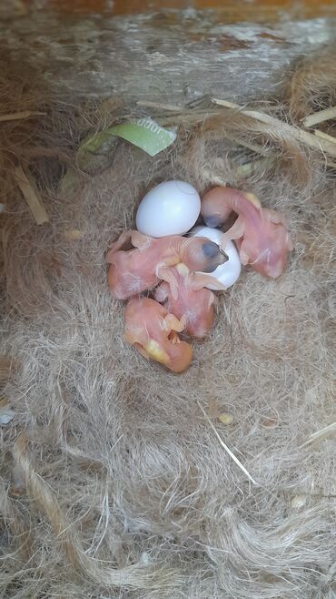 Amadinlər: Amadin quslari saglam ve hazir quslardir. cüt veya tek satilir. qiymet — 3