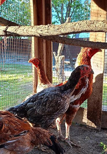 Toyuqlar: Toyuq, Damazlıq — 2