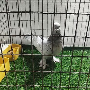 Другие с/х животные: Породистые декоративные голуби. Описание: - Порода — 22