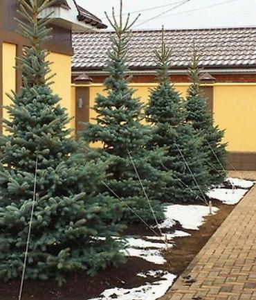 Другие услуги: Услуги посадок Зимой! Елей и Туй. Хвоников одним словом Ландшафтный — 2