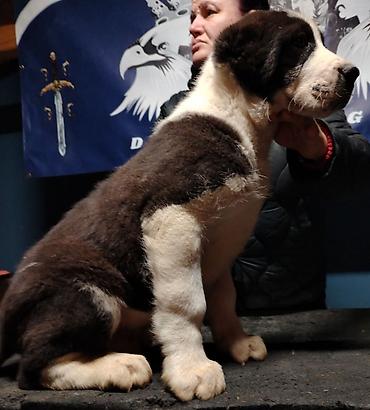 Psi: Psi na lalafo.rs — 2 Psi: Psi — 2