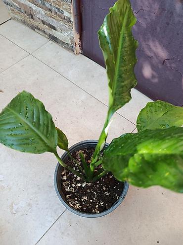 доллар гул: Spathiphyllum (qadın xoşbəxtliyi) 15 azn satılır. Gülü böyük — 1