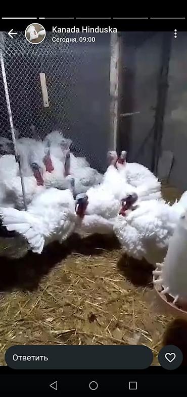 Toyuqlar: Toyuq, Ətlik -da lalafo.az — 5 Toyuqlar: Toyuq, Ətlik — 5