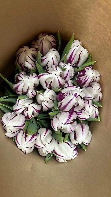 Другие товары для дома: Цветы Голландские Тюльпаны Оптом! Из Голландии получаем — 12