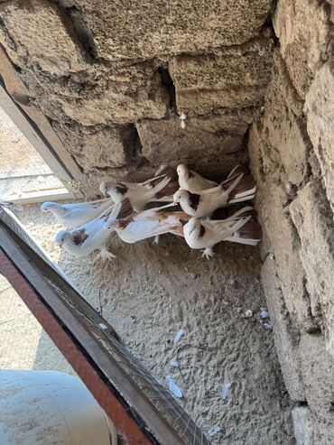 Digər quşlar: 1 nesil eni quyruq badam sari boyun qirmizi boyunan toreme 7 eded — 8