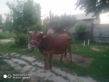 продам ячмень оптом: Продаю | Корова (самка), Тёлка | Швицкая | Для разведения, Для молока | Племенные