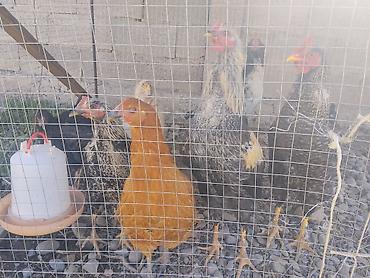 куры марьям бишкек: Продаю | Куры | Для разведения — 2