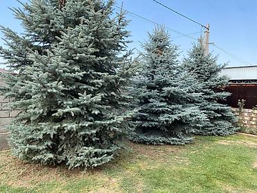 фланель ткань: Цена договорная Ель колючая голубая (Picea pungens ‘Glauca’) — 2