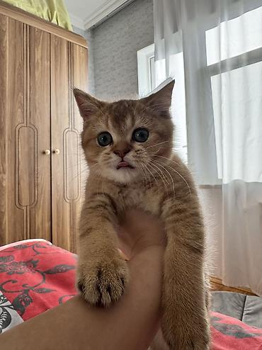 Кошки: Шиншилла, Самец, Самовывоз — 2