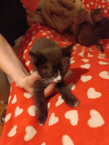 Отдам даром кошку: Котята девочки мальчики 1,5 месяца (серые мальчики, чёрно-белым — 8