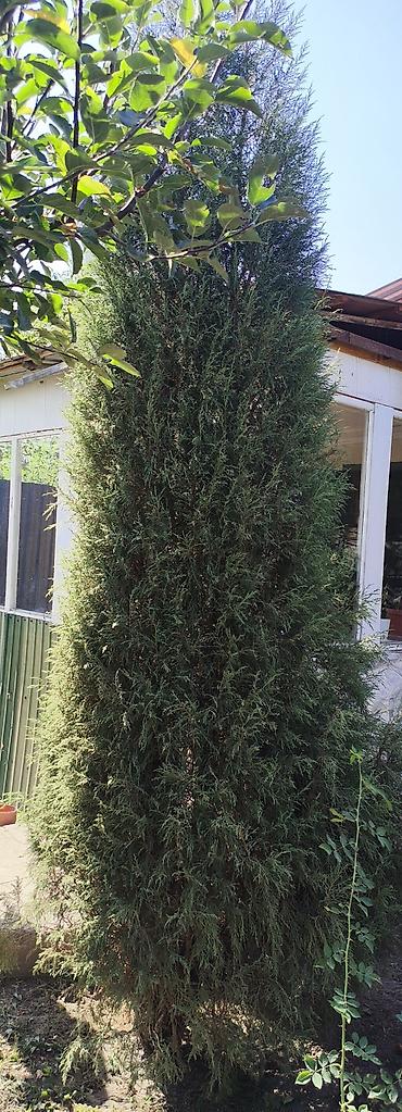 Дом и сад: Можжевельник колонновидный (вероятно, Juniperus scopulorum/virginiana — 3