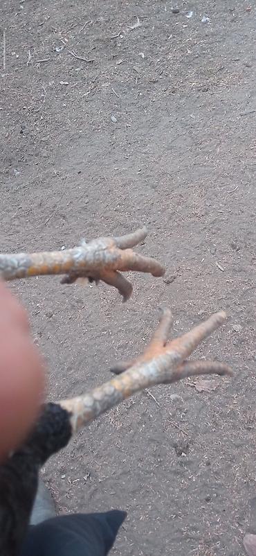 Птицы: Продаю Инкубационное яйцо Чисто кровных даканов разных пород: Китаец — 11