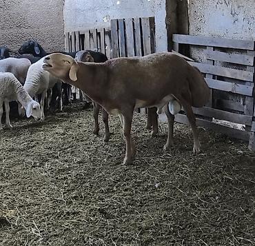 Продам с/х животных: Продаю | Баран (самец) | Арашан | Для разведения | Племенные, Осеменитель — 1