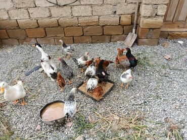 ceyranbatan toyuq: Toyuq, Damazlıq, Ünvandan götürmə