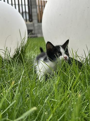 Продажа кошек: Отдам котят в добрые руки, котята приучены к лотки, кушают влажный и — 2