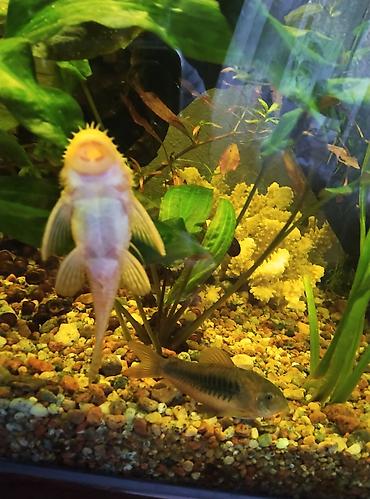Аквариумы: Продаю скаляров самца с самкой взрослые а также две пары половозрелых — 5
