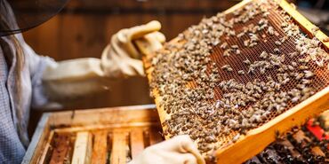 Arılar: Arı ailəsi satilir Karnika cinsi say coxdu Yalnız zeng edin İdeal