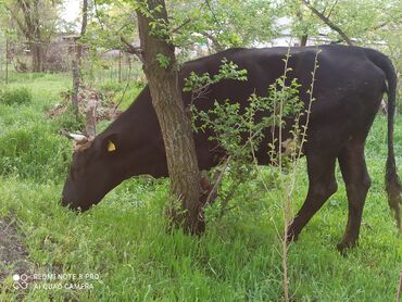 С/х животные и товары: Коровы, быки