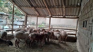 шпиц собака цена бишкек: Продаю | Баран (самец) | Арашан | Для разведения | Матка, Ярка, Ягнившаяся — 6
