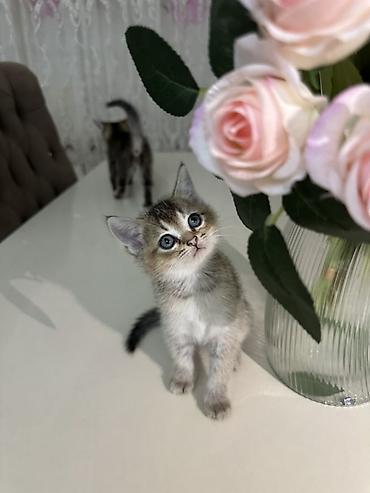 pisik səkilləri profil ucun: Britan — 1