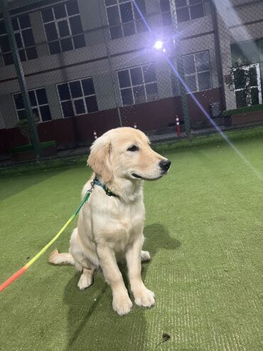 it yemeyi: Retriever, 5 ay, Dişi, Sənədli, Ünvandan götürmə