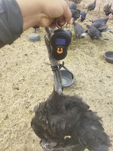 Индюки: Продаю | Индюк (самец) | Полукровка | На забой | Племенные — 15