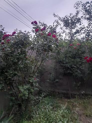 binəqədi rayon: 100 kv. m, 3 otaqlı, İnternet, Telefon, Qaz — 6