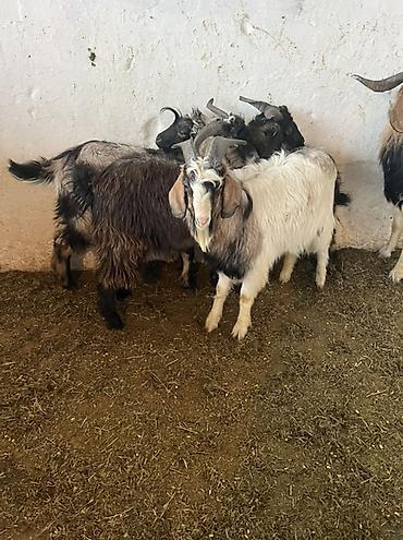 Баран, овца: Продаю | Овца (самка) | Для шерсти | Ярка — 12