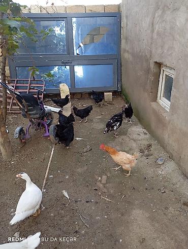 dağ toyuğu: Salam əleykum, avstralop Beçələri, toyuqları,və 3 eded 3 aylıq — 1