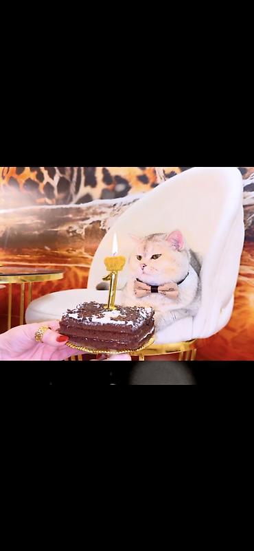 Pişiklər: Şinşilla, Erkək, Cütləşmə üçün — 1