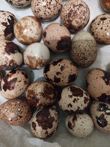 Yumurta: Bildircin Yumurtasi 
15 Qepiye Yemek ucun
17 Qepiye Mayali