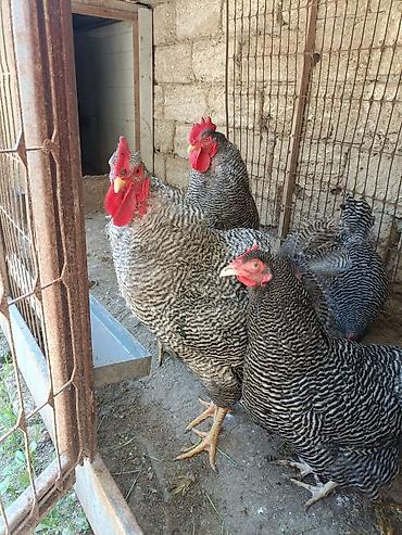 Toyuqlar: Barred Rock Plymouth. 3-fərə 3-xoruz 1il5 aylıqdılar təmiz qan sağlam — 4