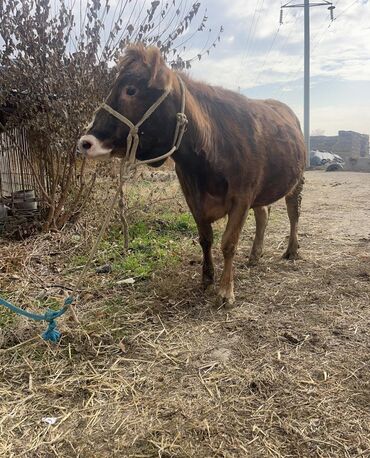 Коровы, быки: Продаю | Корова (самка) | Для молока | Привязанные — 14