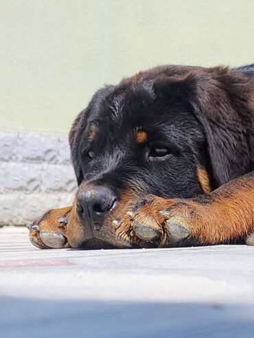 Dacia: Rotveyler, 5 ay, Erkek, Peyvəndli, Ünvandan götürmə